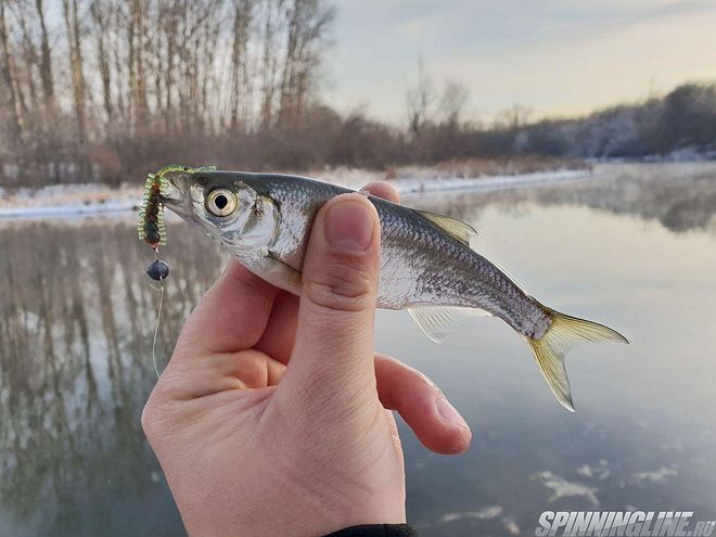 Изображение 4 : Удачная рыбалка на зимней реке