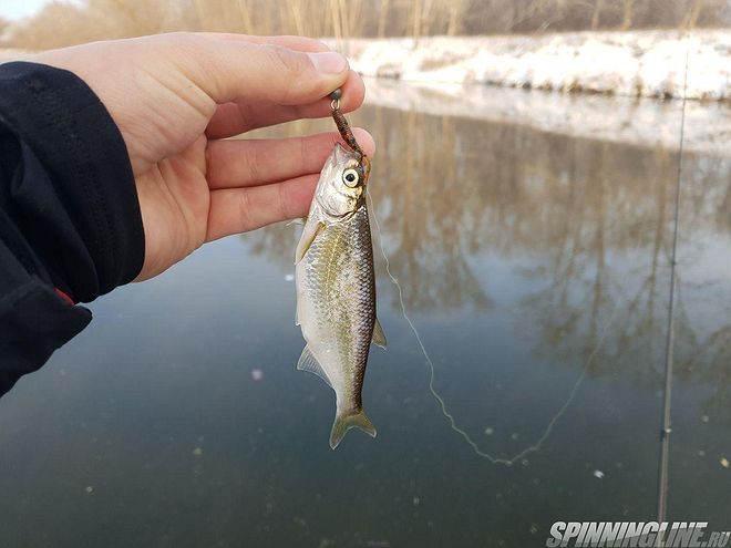 Изображение 7 : Удачная рыбалка на зимней реке
