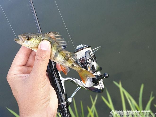 Изображение 6 : Сколько окуней нужно для хорошей рыбалки?