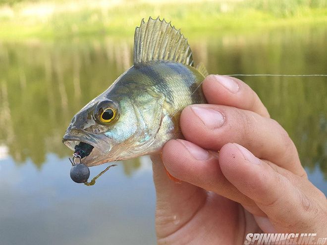 Изображение 10 : Сколько окуней нужно для хорошей рыбалки?